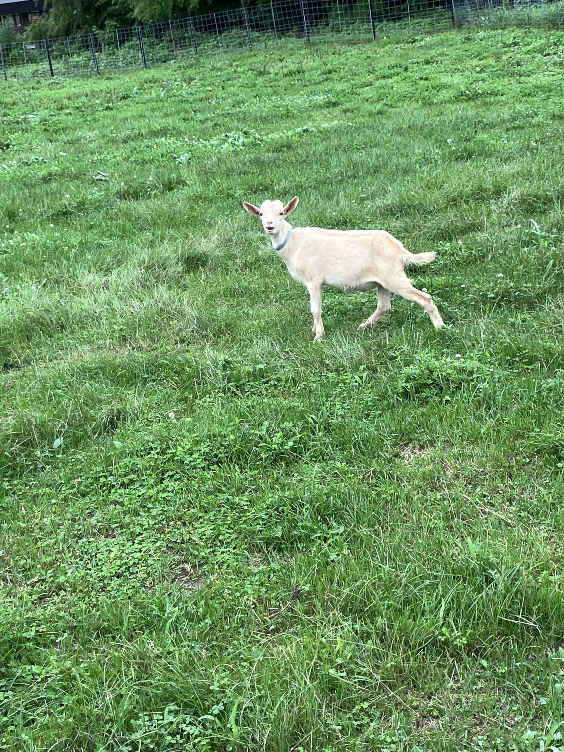 牧草地を歩くヤギ