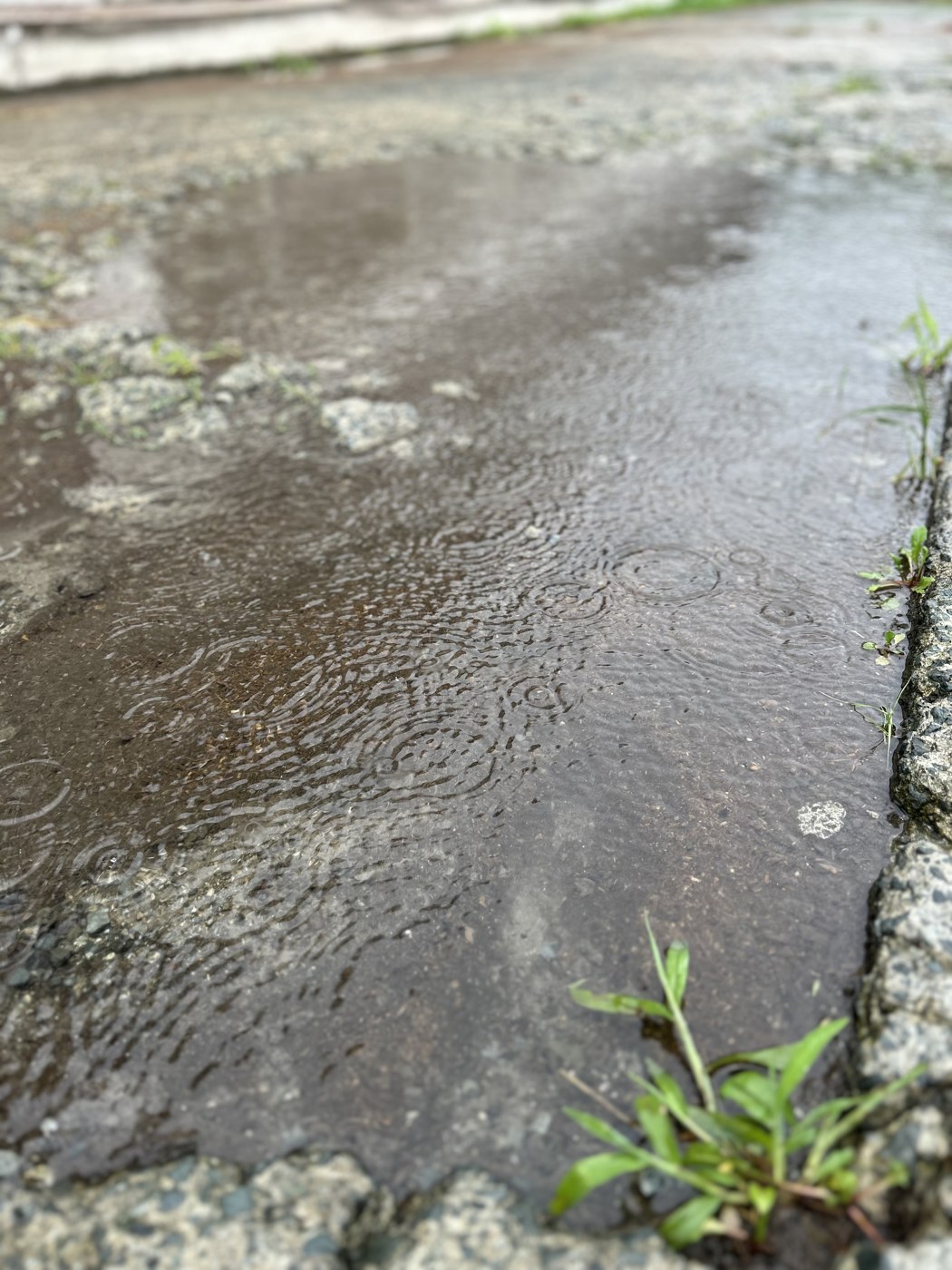 農場の地面にできた水たまりに雨粒が波紋を広げている様子