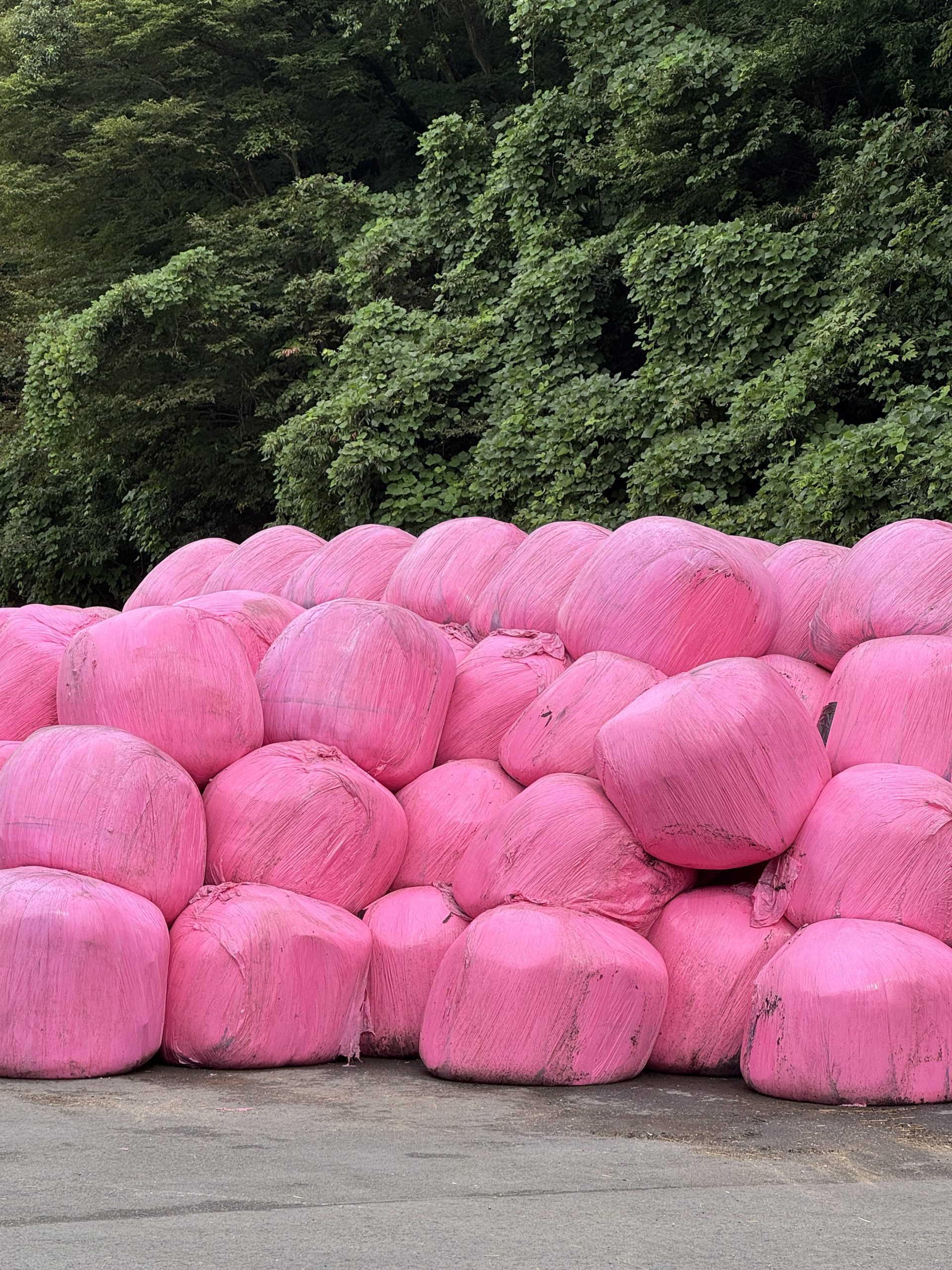 ピンク色のラップで巻かれ山積みになったもみ米SGS
