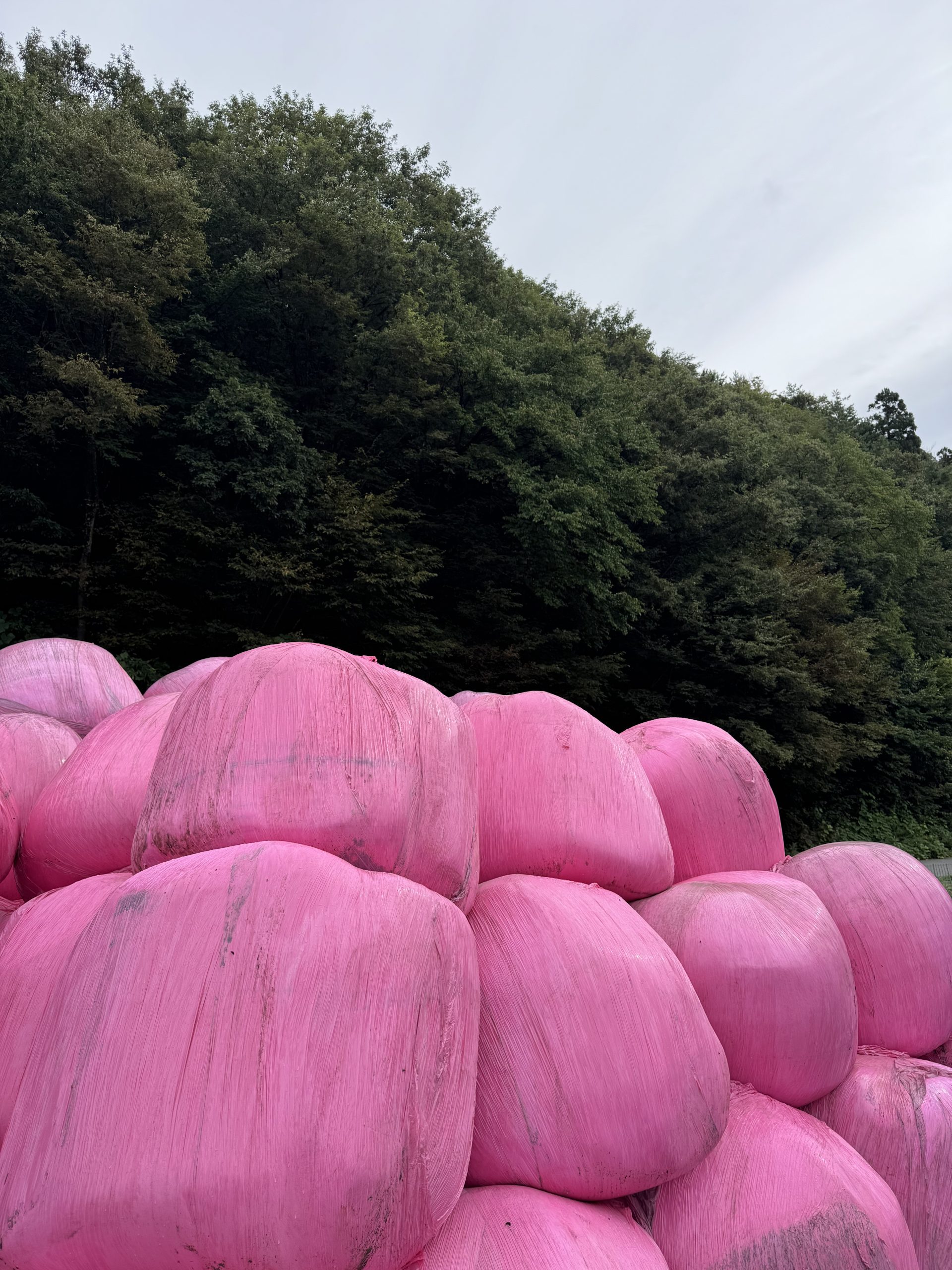 山を背にして積まれたピンク色のもみ米SGS