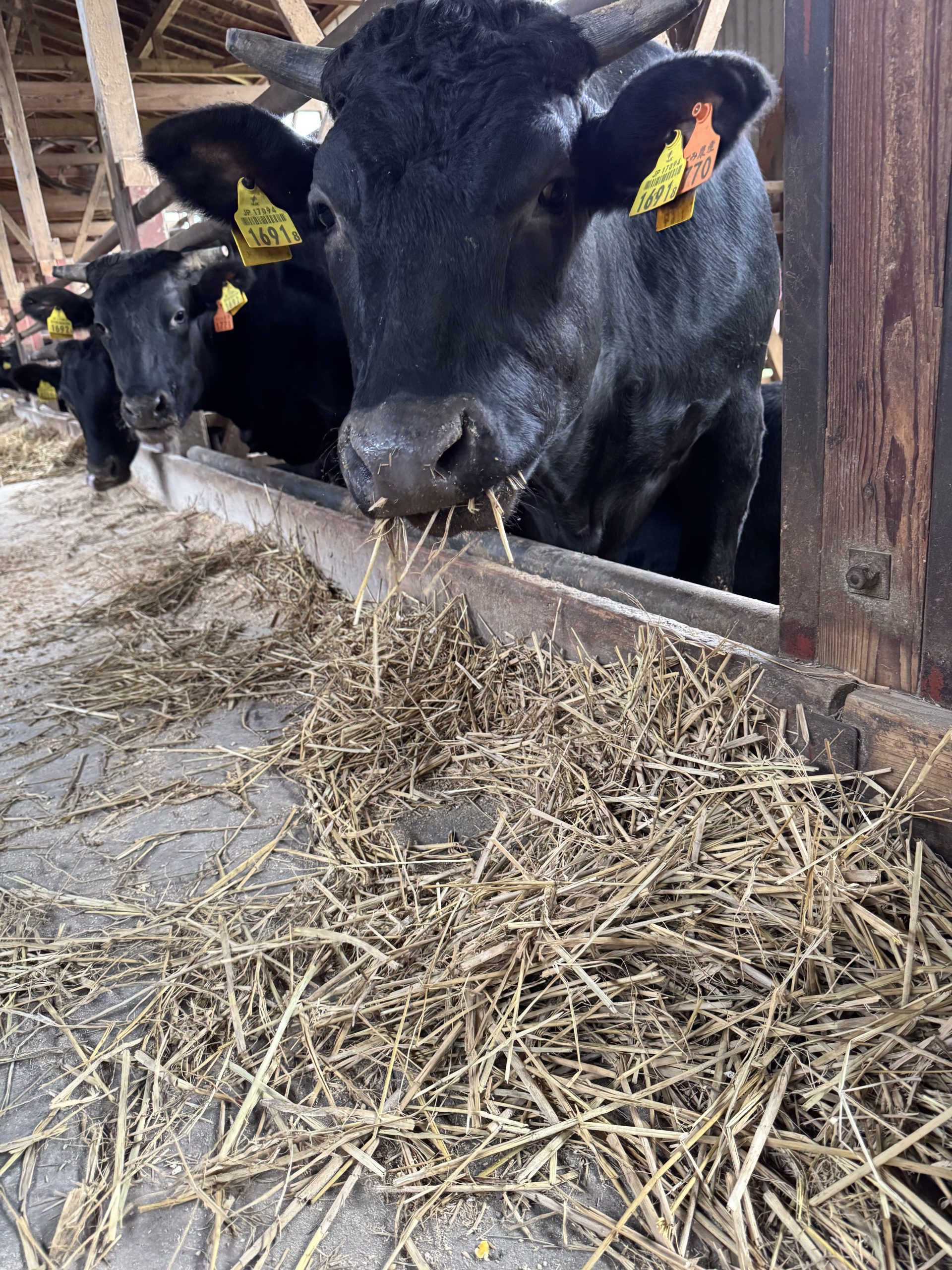 飼槽の稲わらを食べる黒毛和種の牛